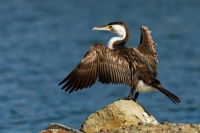 Kormoran pestry - Phalacrocorax varius - Great Pied Cormorant 5505